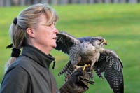 Vogelpark Marlow - Greifvogel-Show